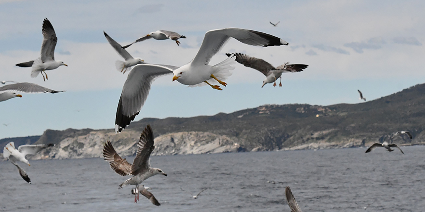 Mouettes et Goélands ©JL Jalla